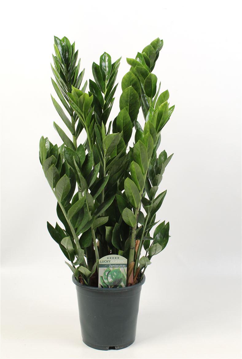 Горшечные цветы и растения оптом Zamioculcas Lucky Classic 7+ от 6шт из Голландии с доставкой по России