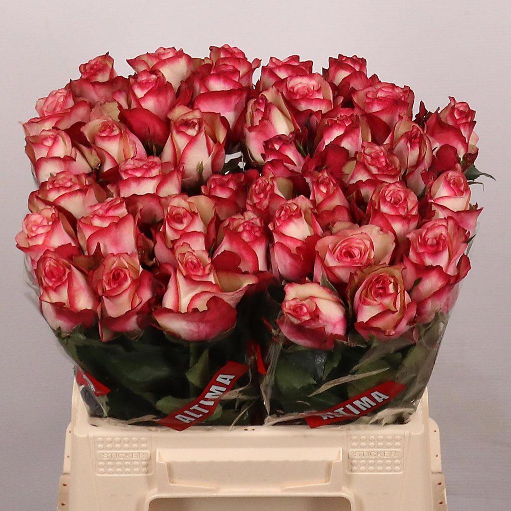 Срезанные цветы оптом Rosa large paloma от 40шт. из Голландии с доставкой по России