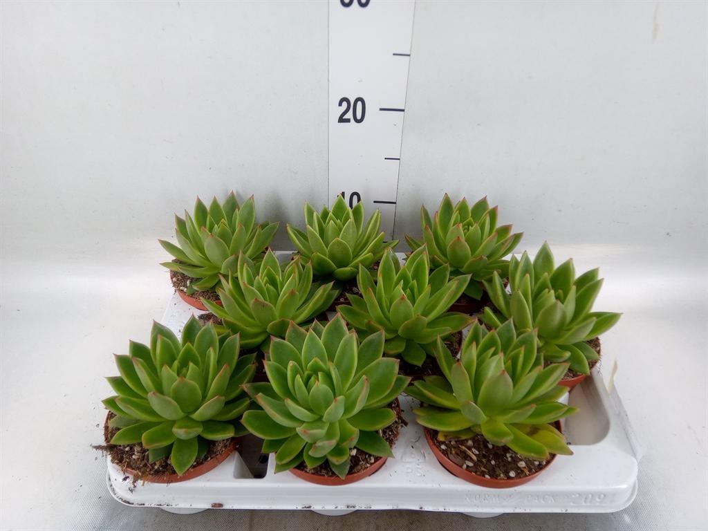 Горшечные цветы и растения оптом Echeveria Agavoides от 9шт из Голландии с доставкой по России