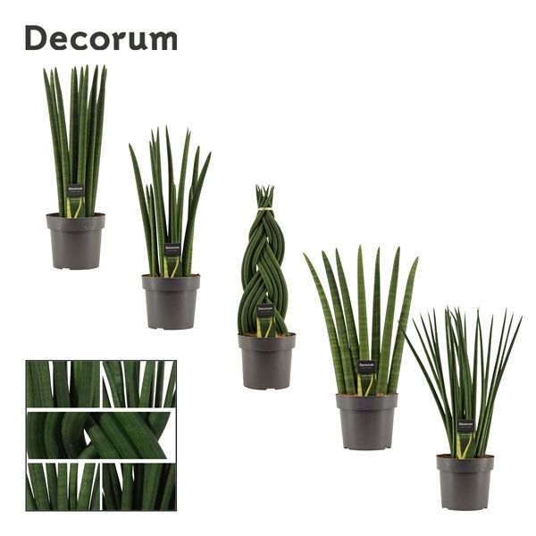 Горшечные цветы и растения оптом Sansevieria Cylindrica Mix (decorum) от 4шт из Голландии с доставкой по России