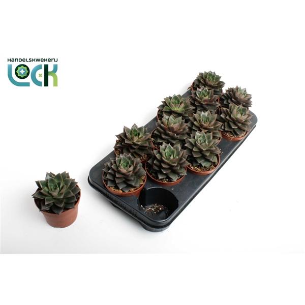 Горшечные цветы и растения оптом Echeveria Purpusorum от 9шт из Голландии с доставкой по России