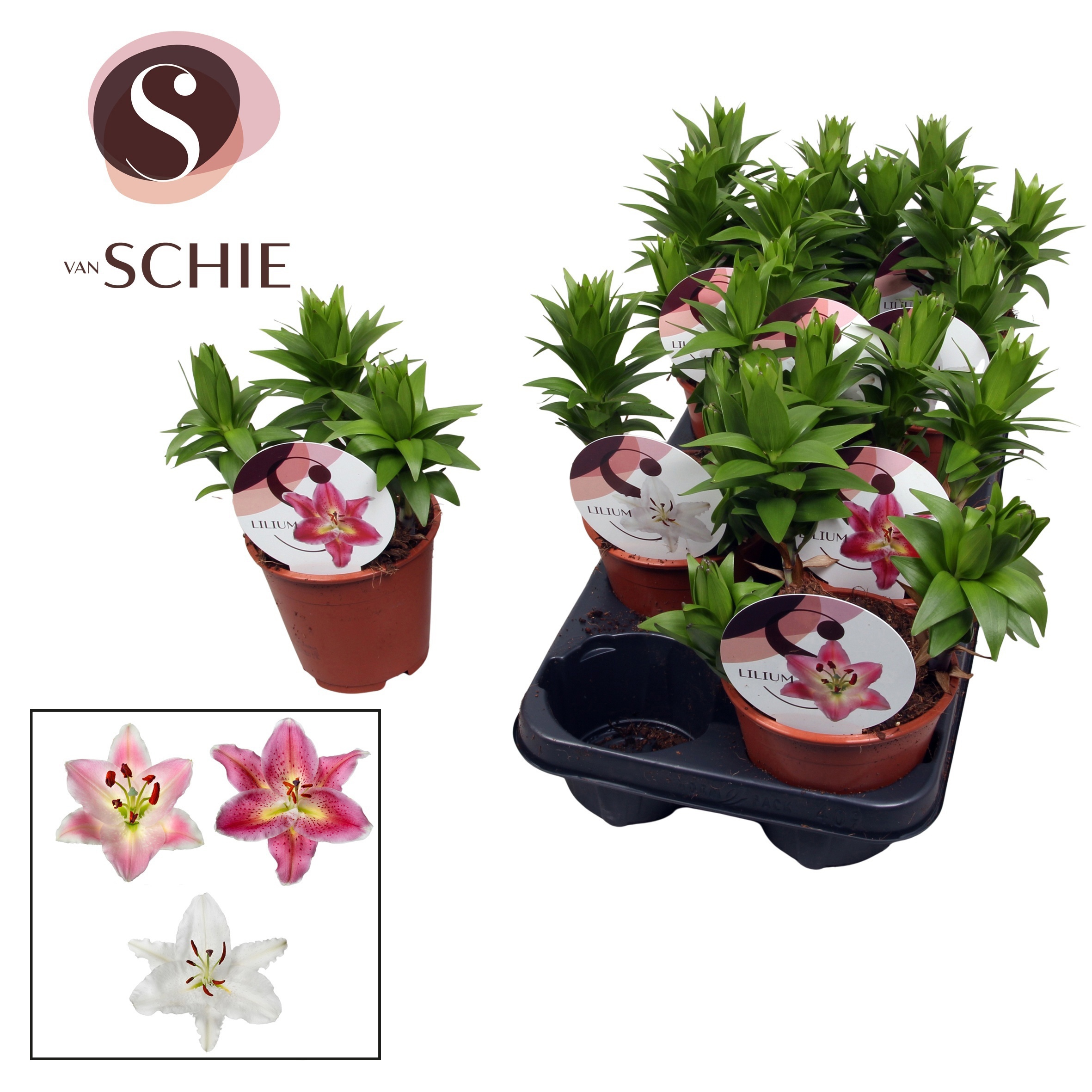 Горшечные цветы и растения оптом Lilium Oriental Watch Me Grow Mix от 9шт из Голландии с доставкой по России