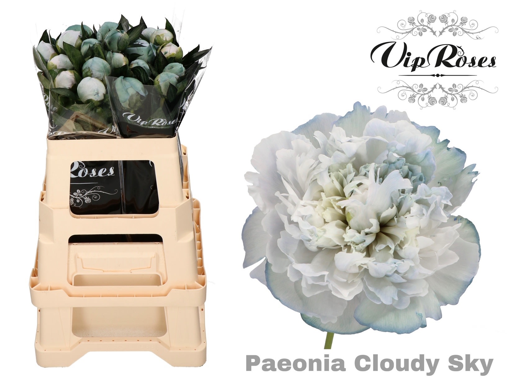 Срезанные цветы оптом Paeonia paint clowdy sky от 20шт из Голландии с доставкой по России