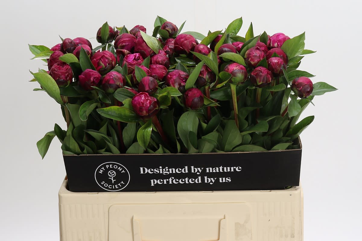 Срезанные цветы оптом Paeonia red sarah bernhardt от 50шт из Голландии с доставкой по России