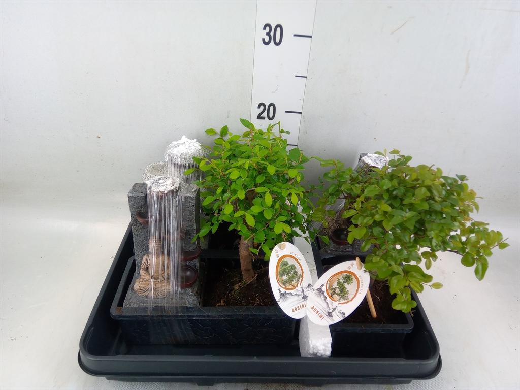 Горшечные цветы и растения оптом Bonsai   ...mix от 3шт из Голландии с доставкой по России