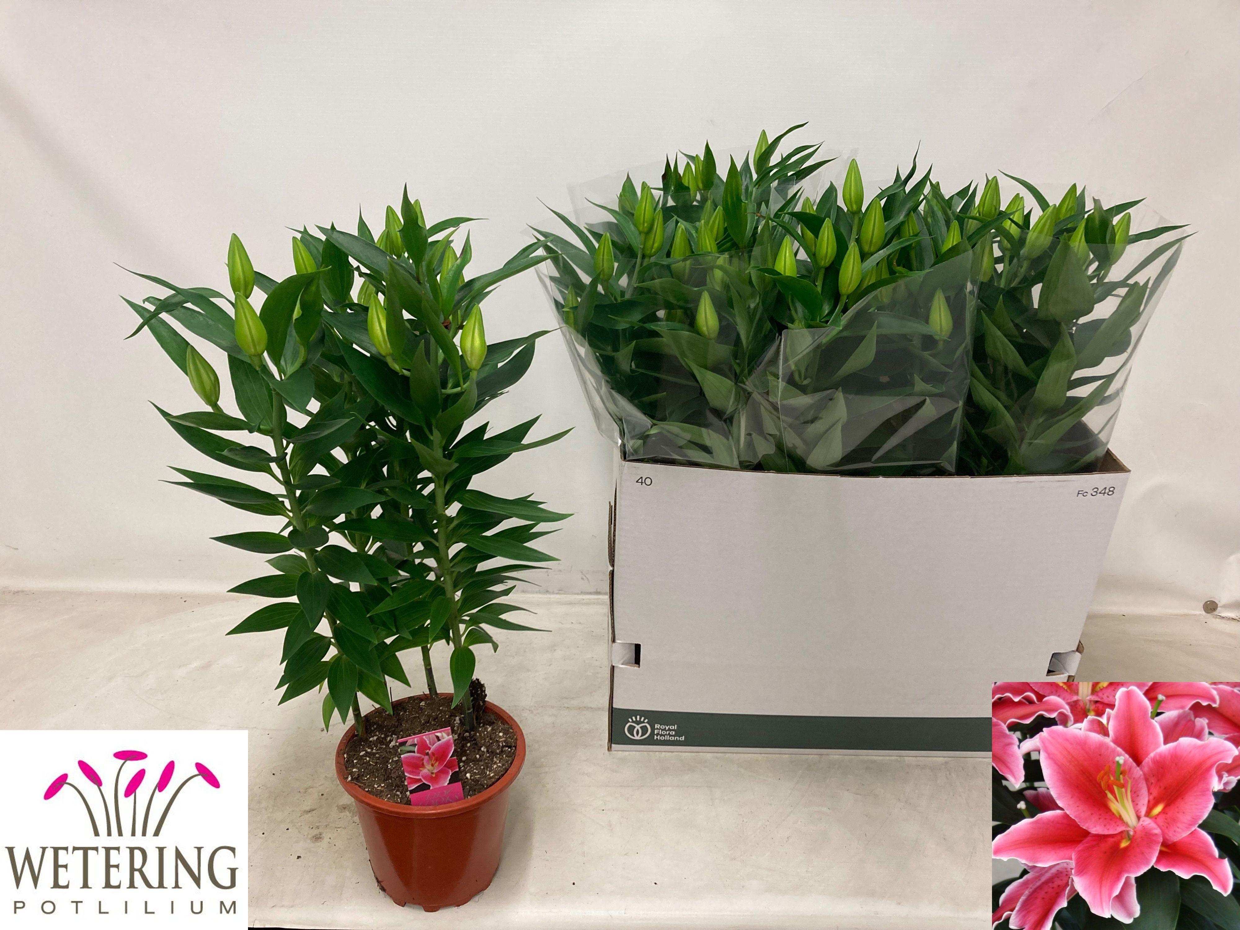 Горшечные цветы и растения оптом Lilium Or. After Eight от 5шт из Голландии с доставкой по России