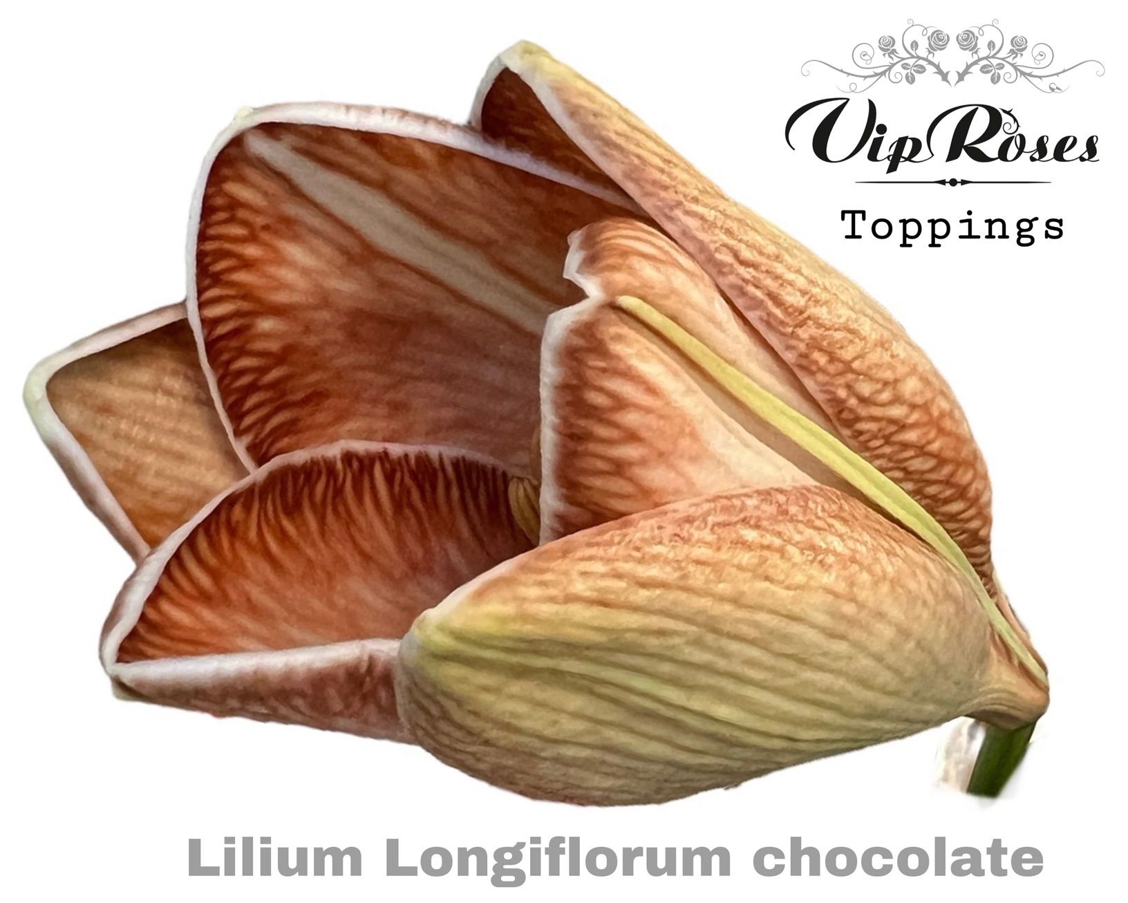 Срезанные цветы оптом Lilium lo paint chocolate от 30шт из Голландии с доставкой по России