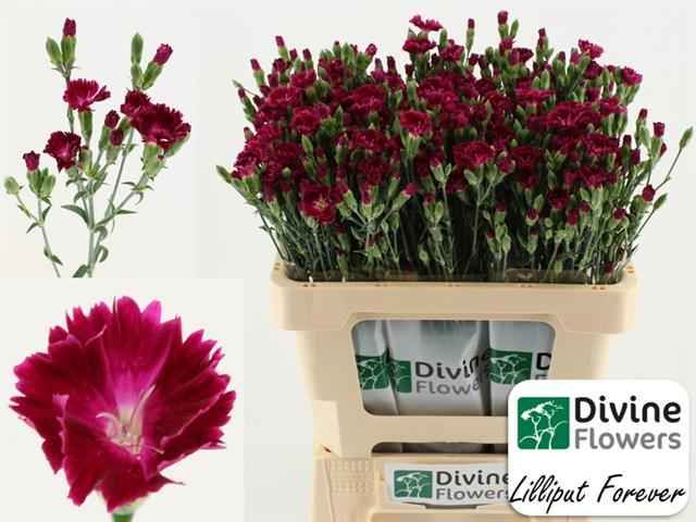 Срезанные цветы оптом Dianthus ov lilliput forever от 60шт из Голландии с доставкой по России