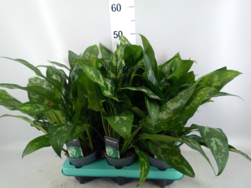 Горшечные цветы и растения оптом Aglaonema Kb maria от 6шт из Голландии с доставкой по России