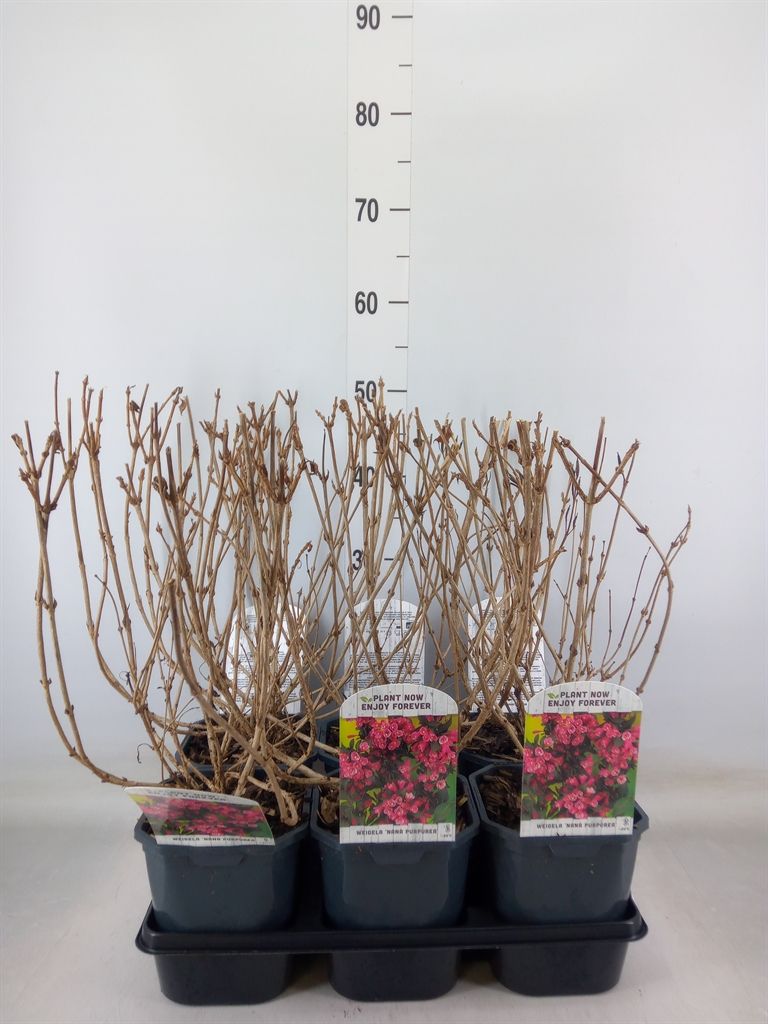 Горшечные цветы и растения оптом Weigela   ... от 6шт из Голландии с доставкой по России