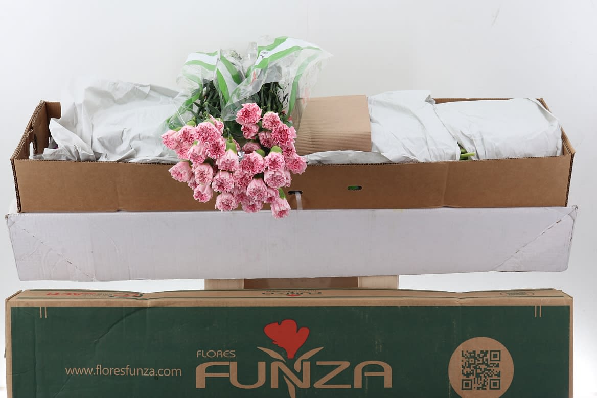 Срезанные цветы оптом Dianthus st essiana от 160шт из Голландии с доставкой по России