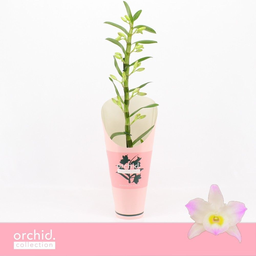 Горшечные цветы и растения оптом Dendr Nob 1st Kumiko Orchid C от 6шт из Голландии с доставкой по России