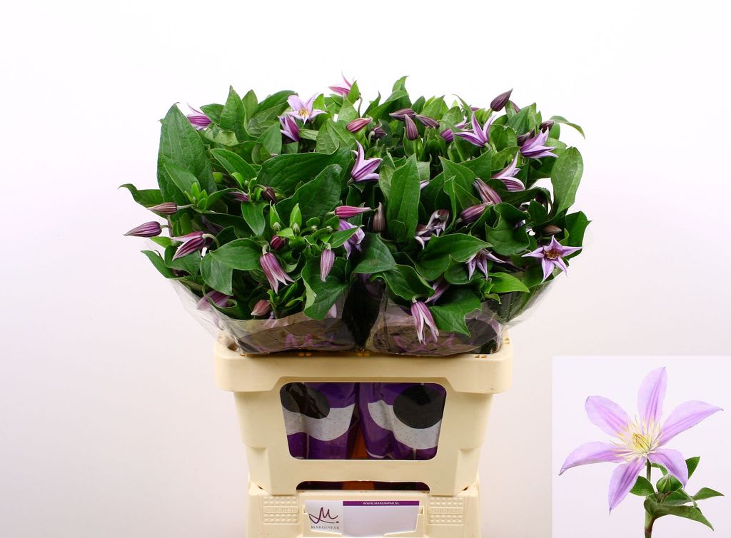 Срезанные цветы оптом Clematis star river от 40шт. из Голландии с доставкой по России