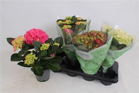 Горшечные цветы и растения оптом Hydrangea Ma Mix 5+ от 4шт из Голландии с доставкой по России