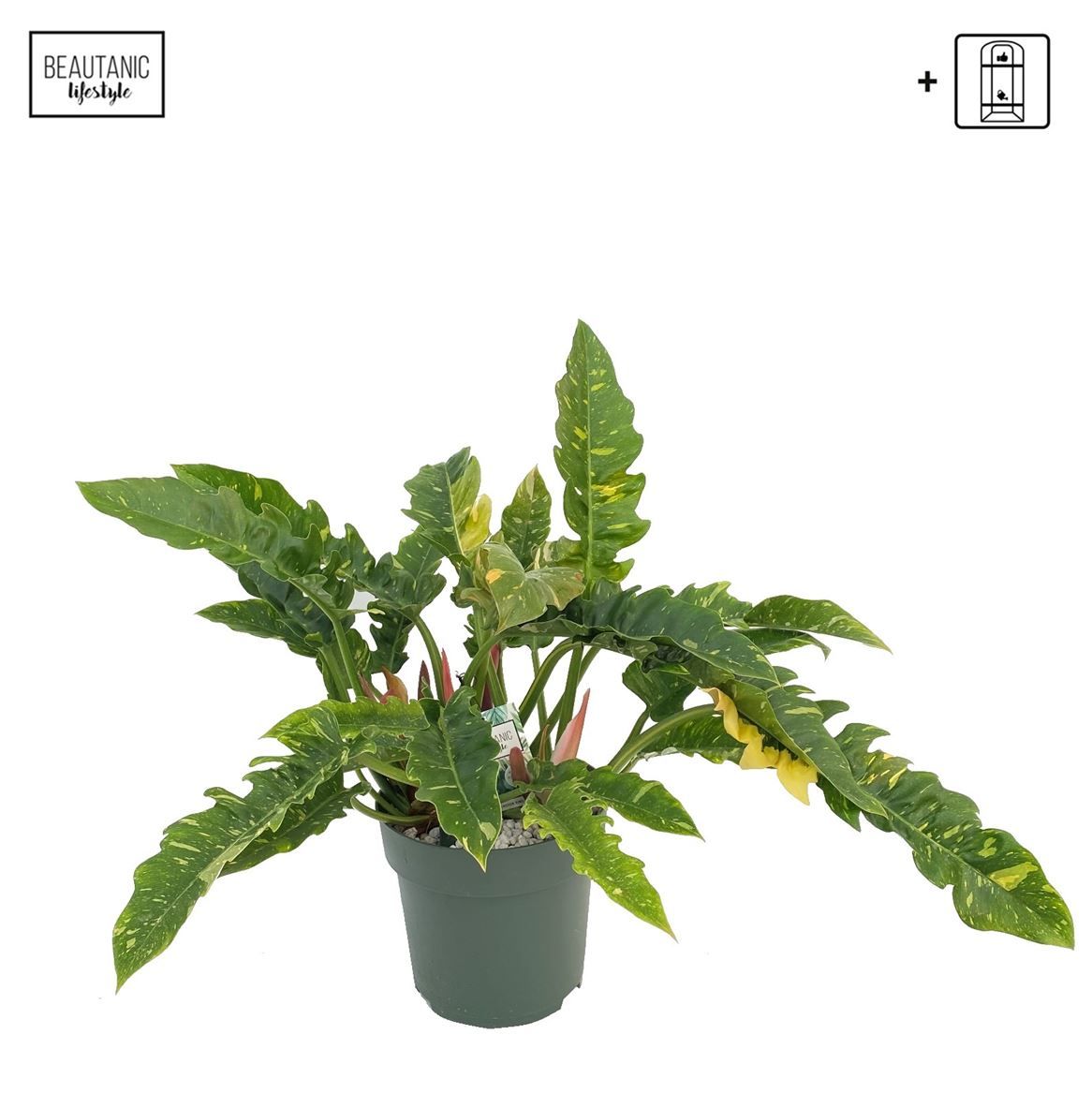 Горшечные цветы и растения оптом Philodendron Ring Of Fire от 1шт из Голландии с доставкой по России