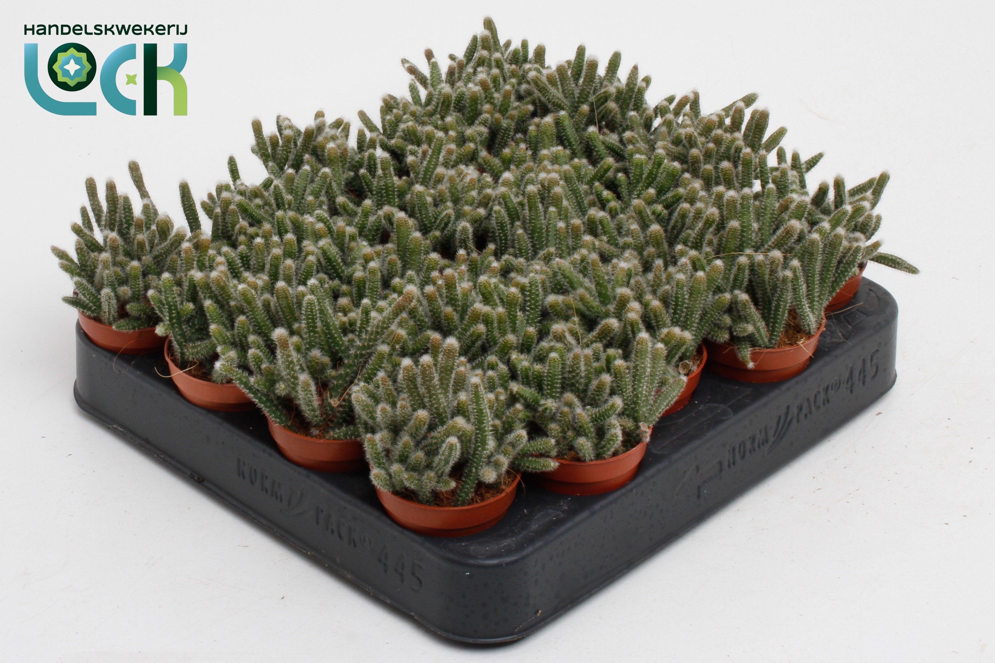 Горшечные цветы и растения оптом Rhipsalis Baccifera от 20шт (для телеги) из Голландии с доставкой по России