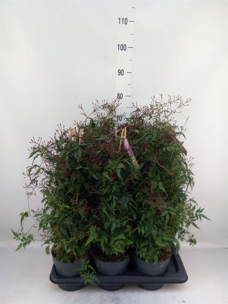 Горшечные цветы и растения оптом Jasminum Polyanthum   ...rose от 6шт из Голландии с доставкой по России