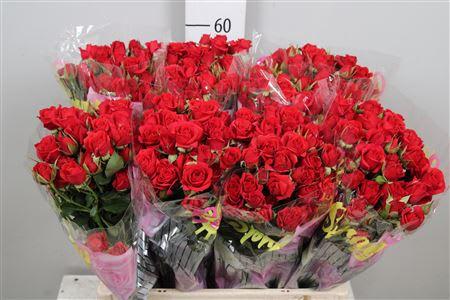 Срезанные цветы оптом Rosa spray mirabel от 60шт из Голландии с доставкой по России