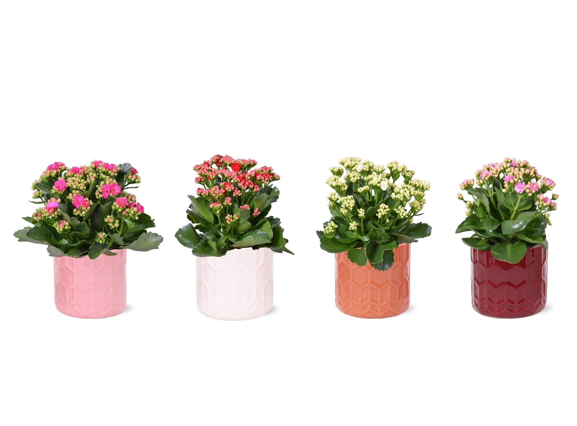 Горшечные цветы и растения оптом Kal Ge Gem от 5шт из Голландии с доставкой по России