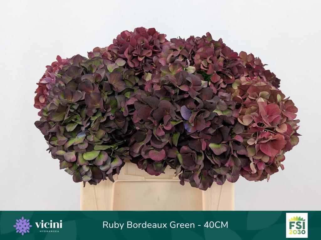 Срезанные цветы оптом Hydrangea mag ruby red classic purple от 10шт из Голландии с доставкой по России