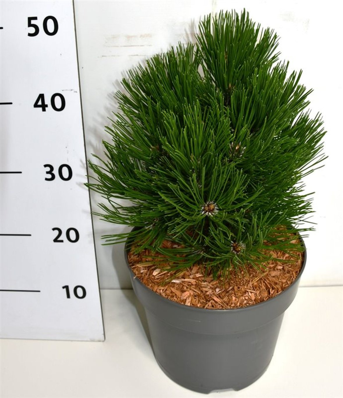 Горшечные цветы и растения оптом Pinus Leucodermis Schmidtii от 1шт из Голландии с доставкой по России