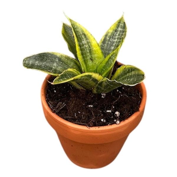 Горшечные цветы и растения оптом Sansevieria Gabriella Variegata от 1шт (для телеги) из Голландии с доставкой по России