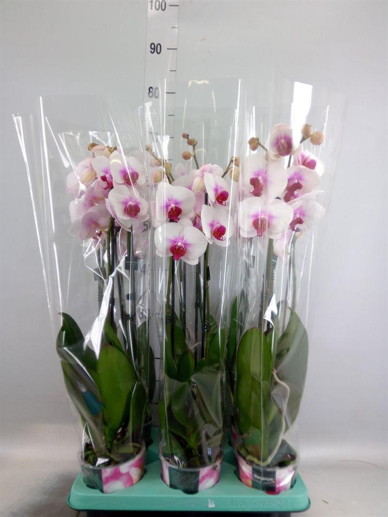 Горшечные цветы и растения оптом Phalaenopsis   ... от 6шт из Голландии с доставкой по России