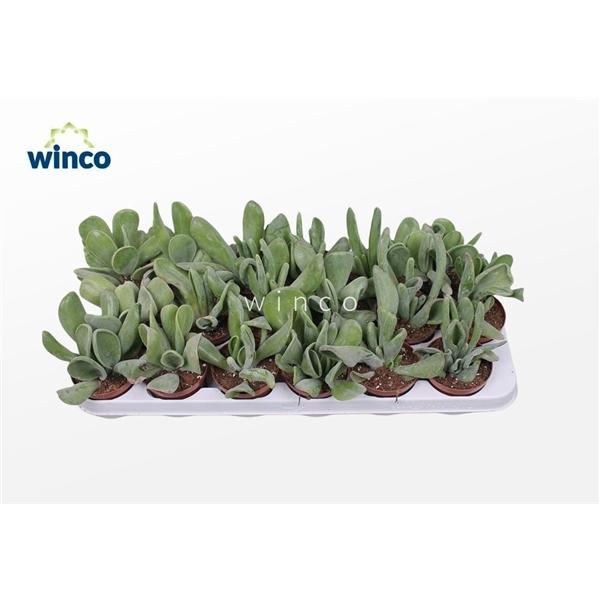 Горшечные цветы и растения оптом Kalanchoe Oricula от 18шт (для телеги) из Голландии с доставкой по России