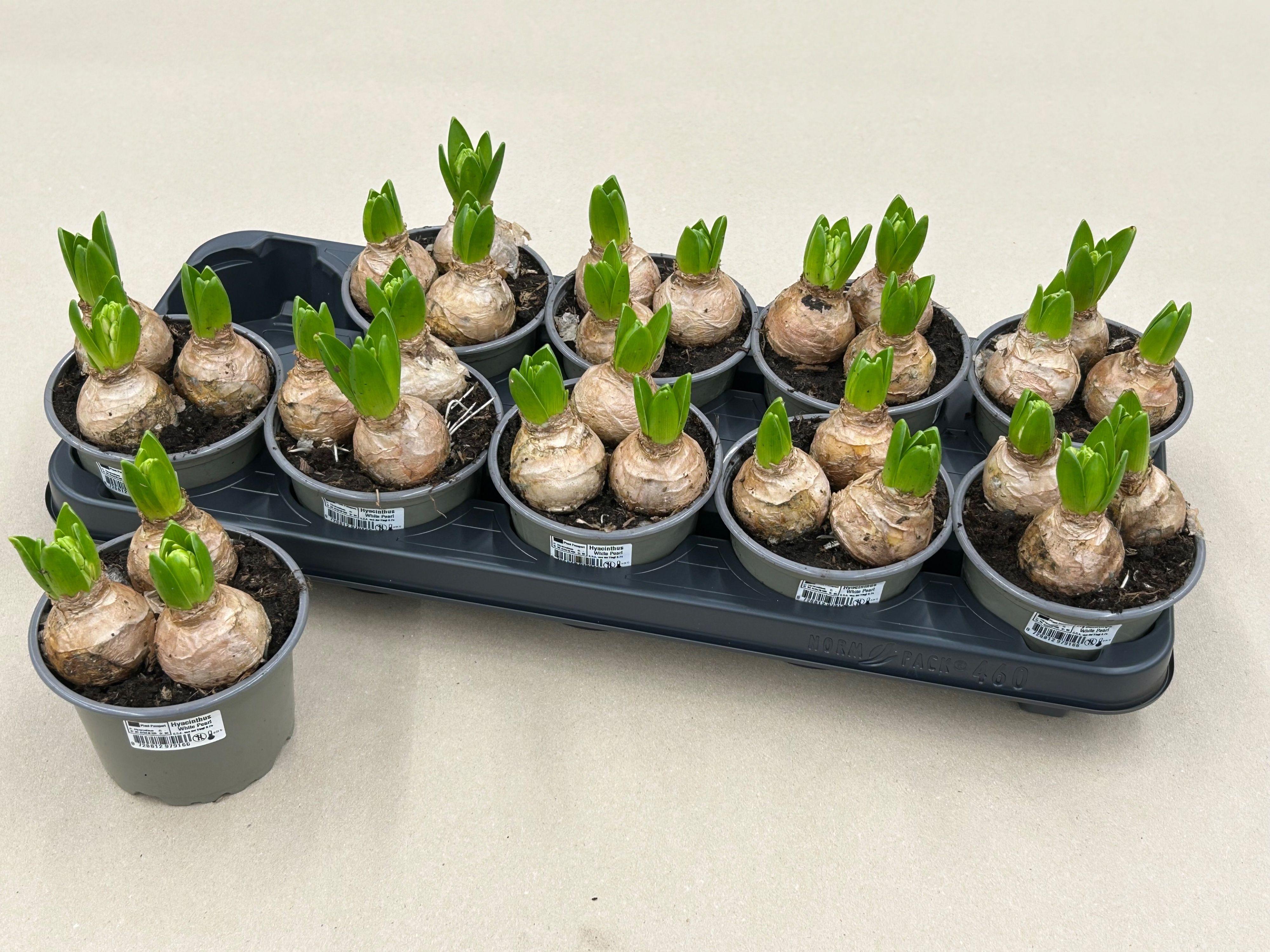 Горшечные цветы и растения оптом Hyacin White Pearl от 10шт' из Голландии с доставкой по России
