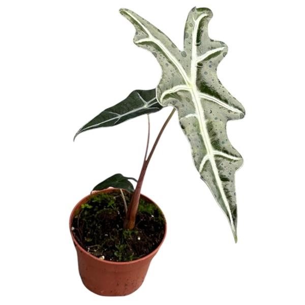 Горшечные цветы и растения оптом Alocasia Nobilis от 1шт (для телеги) из Голландии с доставкой по России