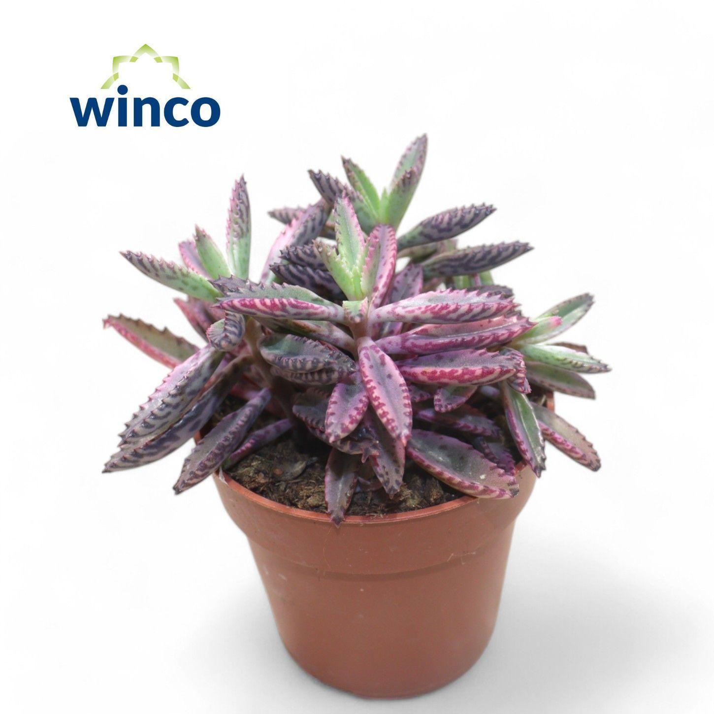 Горшечные цветы и растения оптом Kalanchoe Daigremont от 18шт (для телеги) из Голландии с доставкой по России