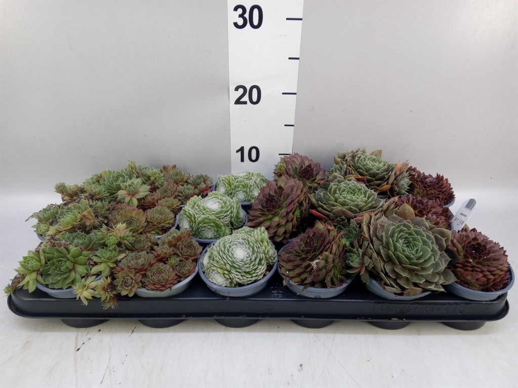 Горшечные цветы и растения оптом Sempervivum ...mix от 18шт (для телеги) из Голландии с доставкой по России