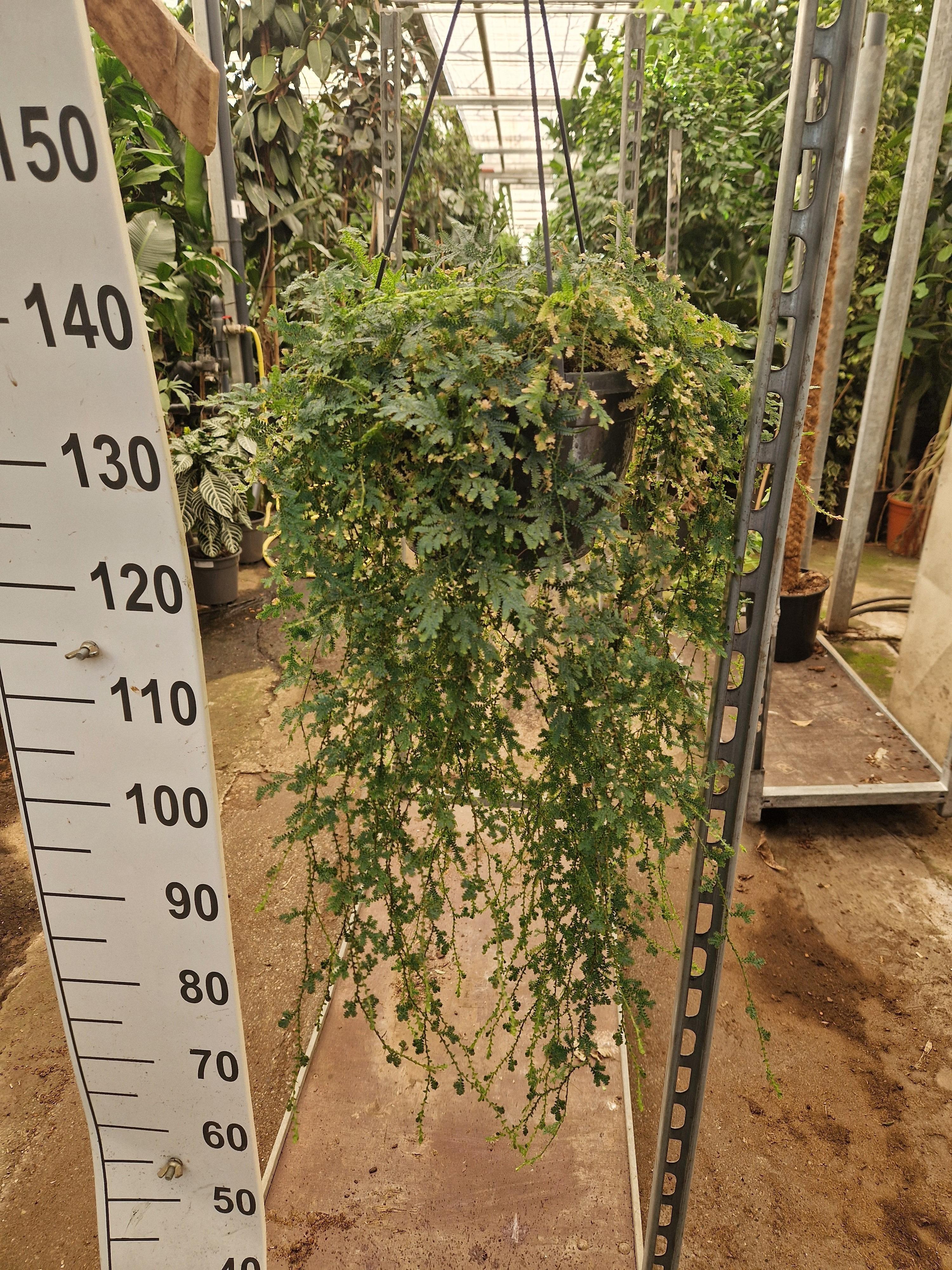 Горшечные цветы и растения оптом Selaginella Uncinata Hangplant от 2шт из Голландии с доставкой по России