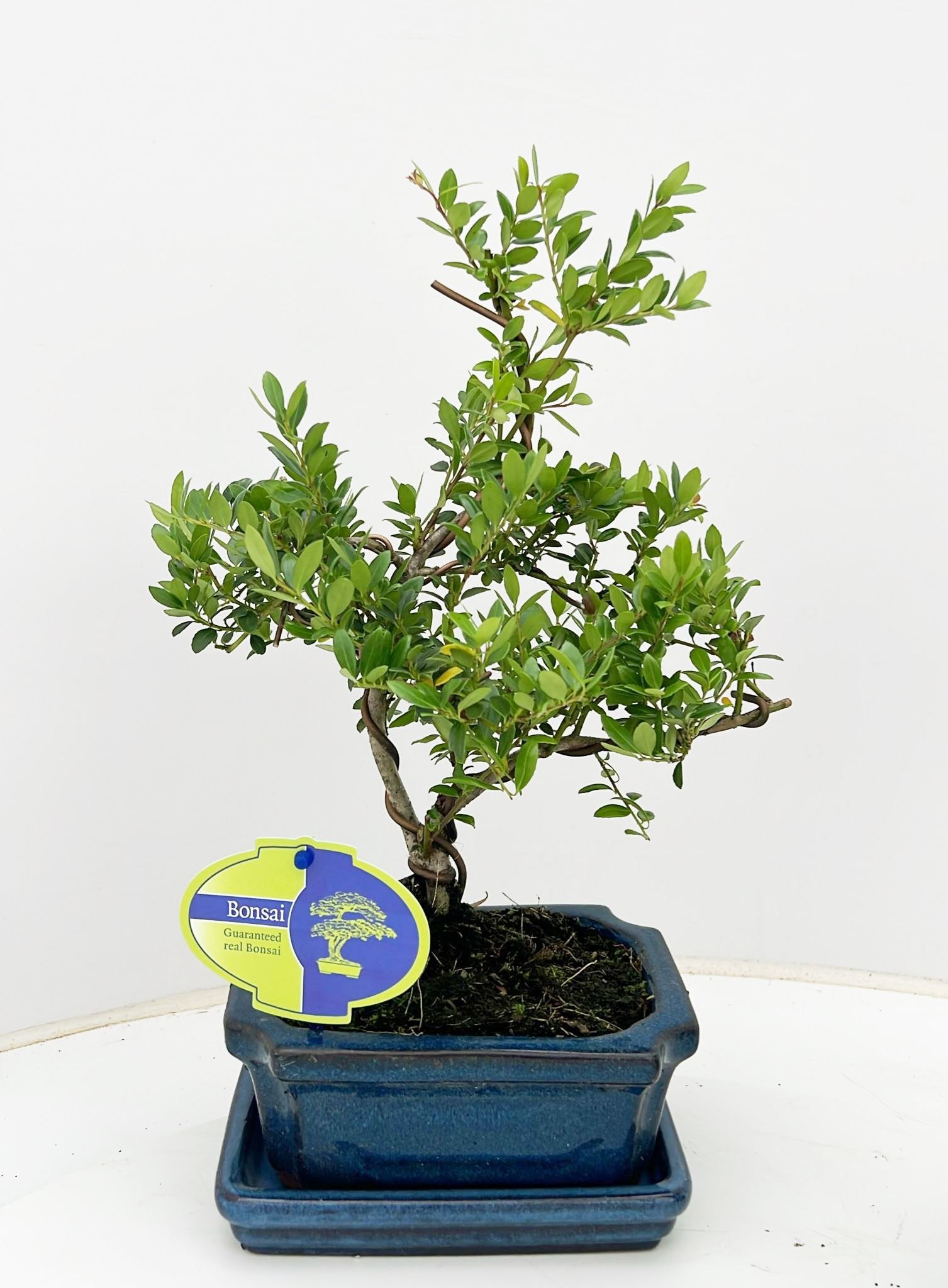 Горшечные цветы и растения оптом Ilex Crenata, 15 Cm Shape, With Drip Tray от 8шт из Голландии с доставкой по России