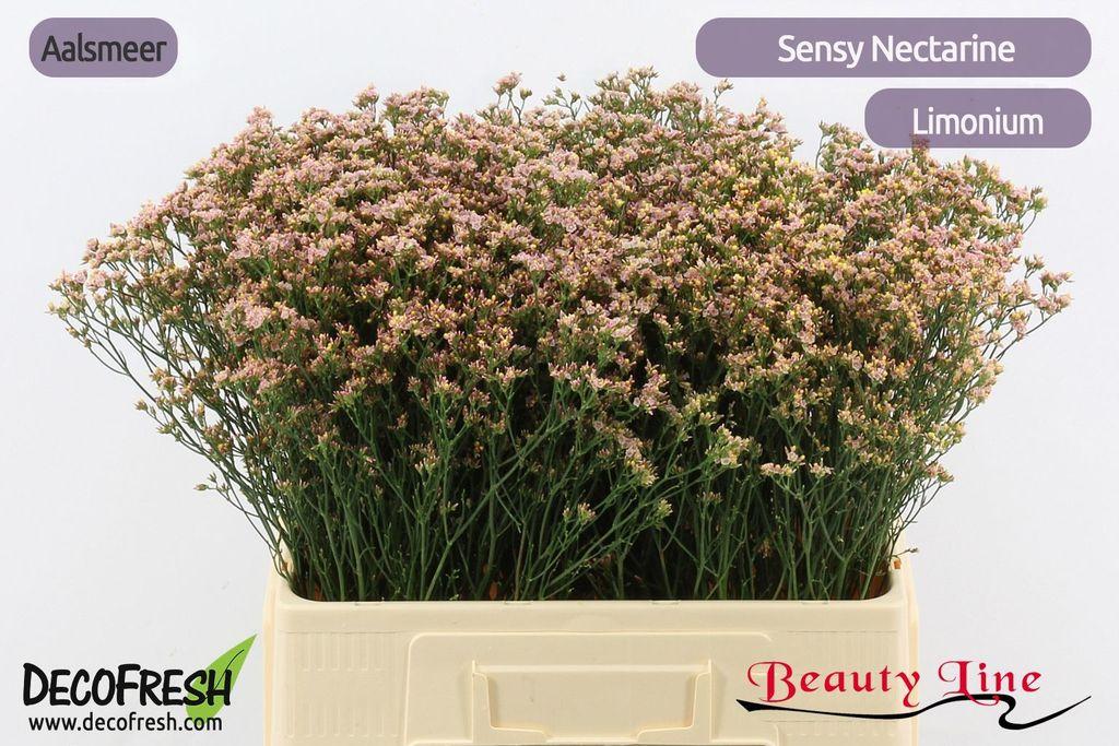 Срезанные цветы оптом Limonium sensy nectarine от 100шт из Голландии с доставкой по России