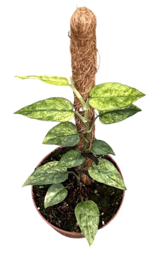 Горшечные цветы и растения оптом Epipremnum Pinnatum Yellow Mint от 1шт из Голландии с доставкой по России