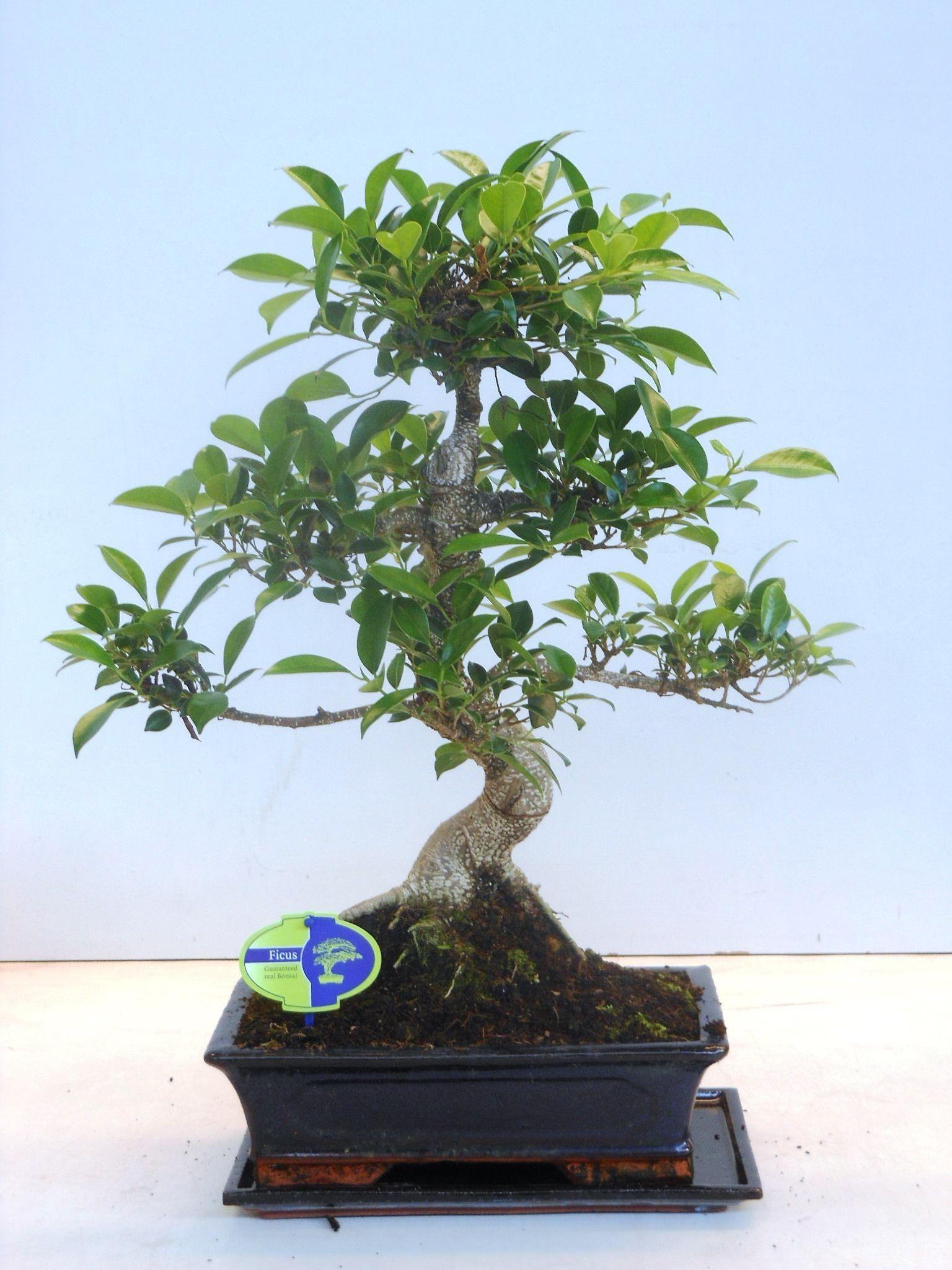 Горшечные цветы и растения оптом Bonsai Ficus Retusa Shape With Drip Tray от 2шт из Голландии с доставкой по России