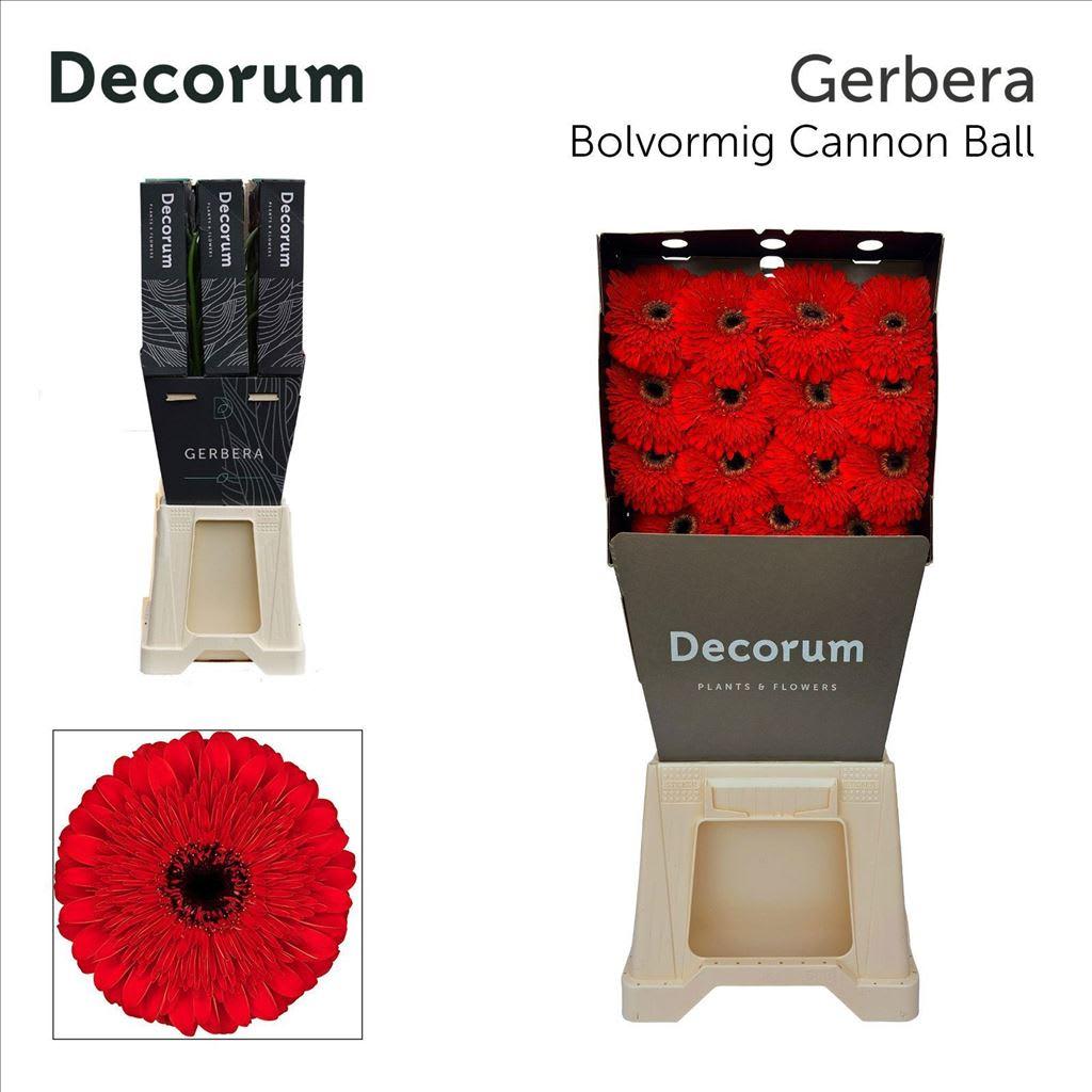 Срезанные цветы оптом Gerbera diamond pomponi cannonball от 45шт из Голландии с доставкой по России