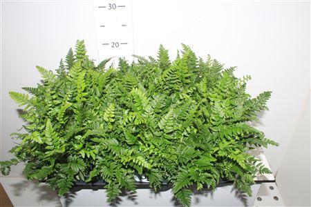 Горшечные цветы и растения оптом Polystichum Tsussime от 12шт (для телеги) из Голландии с доставкой по России Горшечные цветы и растения оптом Polystichum Tsussime от 12шт (для телеги) из Голландии с доставкой по России