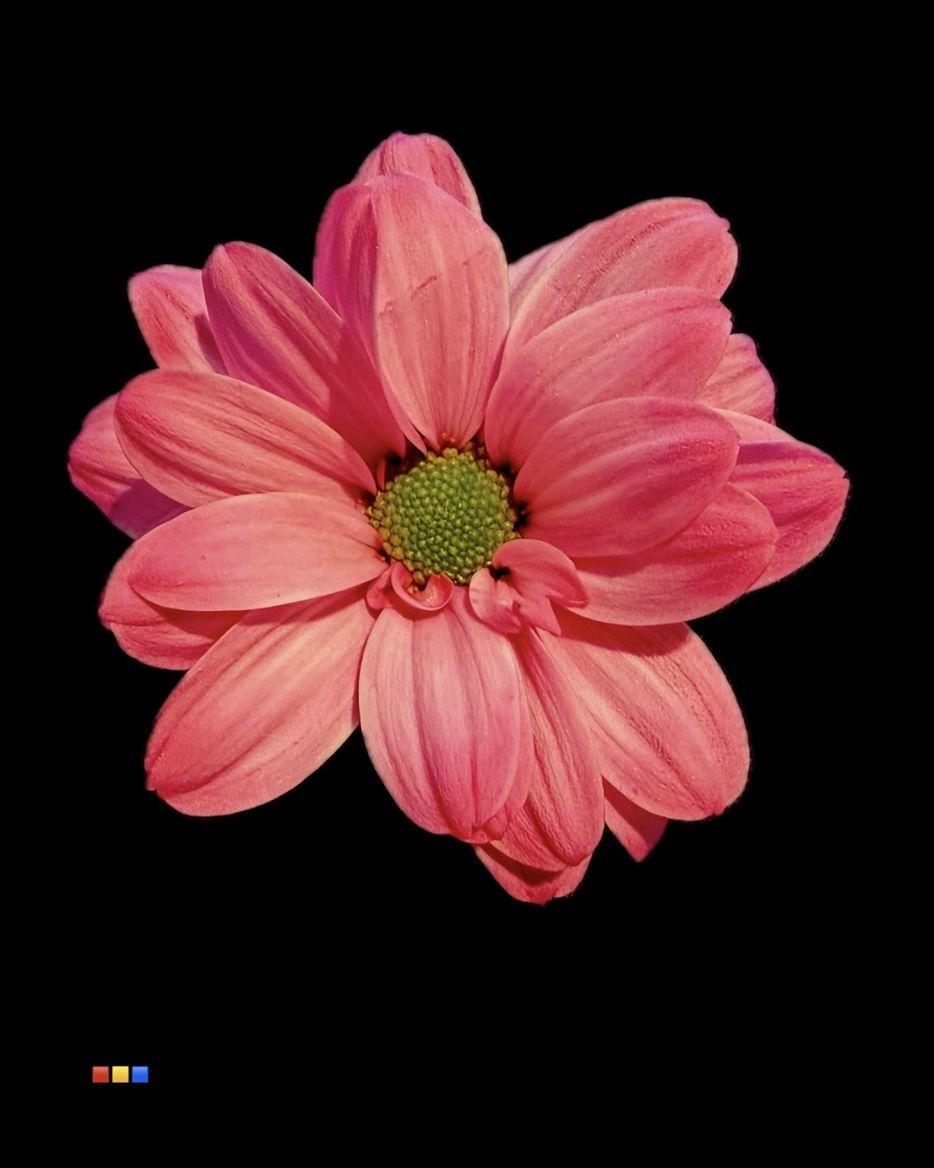 Срезанные цветы оптом Chrys sp paint kennedy cherry от 40шт из Голландии с доставкой по России