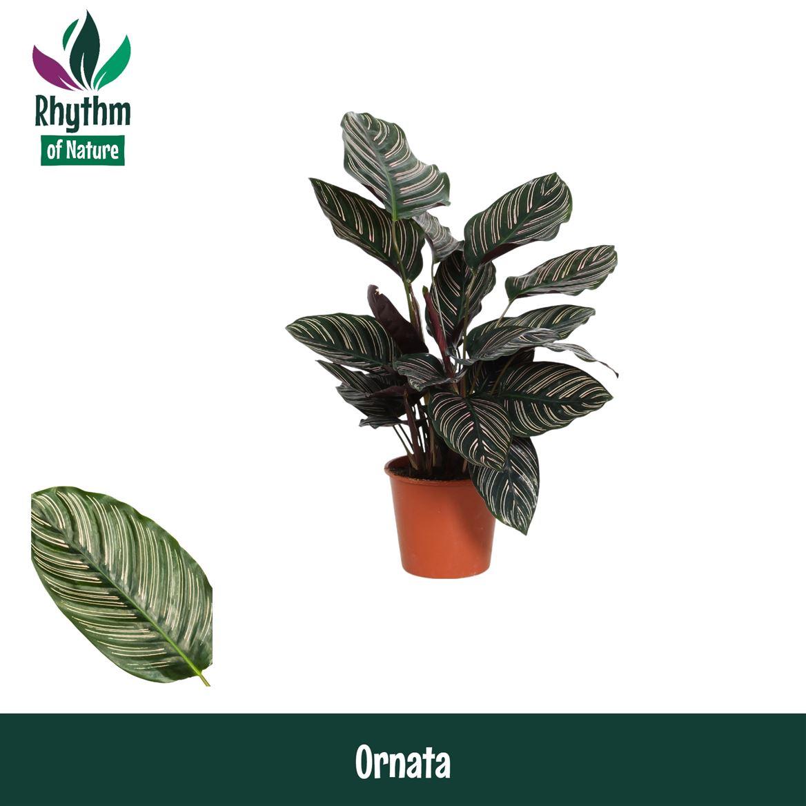 Горшечные цветы и растения оптом Calathea Ornata от 8шт из Голландии с доставкой по России