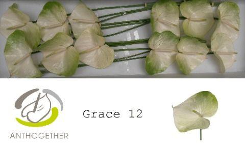 Срезанные цветы оптом Anthurium grace A от 10шт из Голландии с доставкой по России