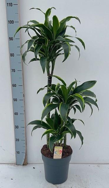 Горшечные цветы и растения оптом Dra Comp Dorado от 1шт из Голландии с доставкой по России