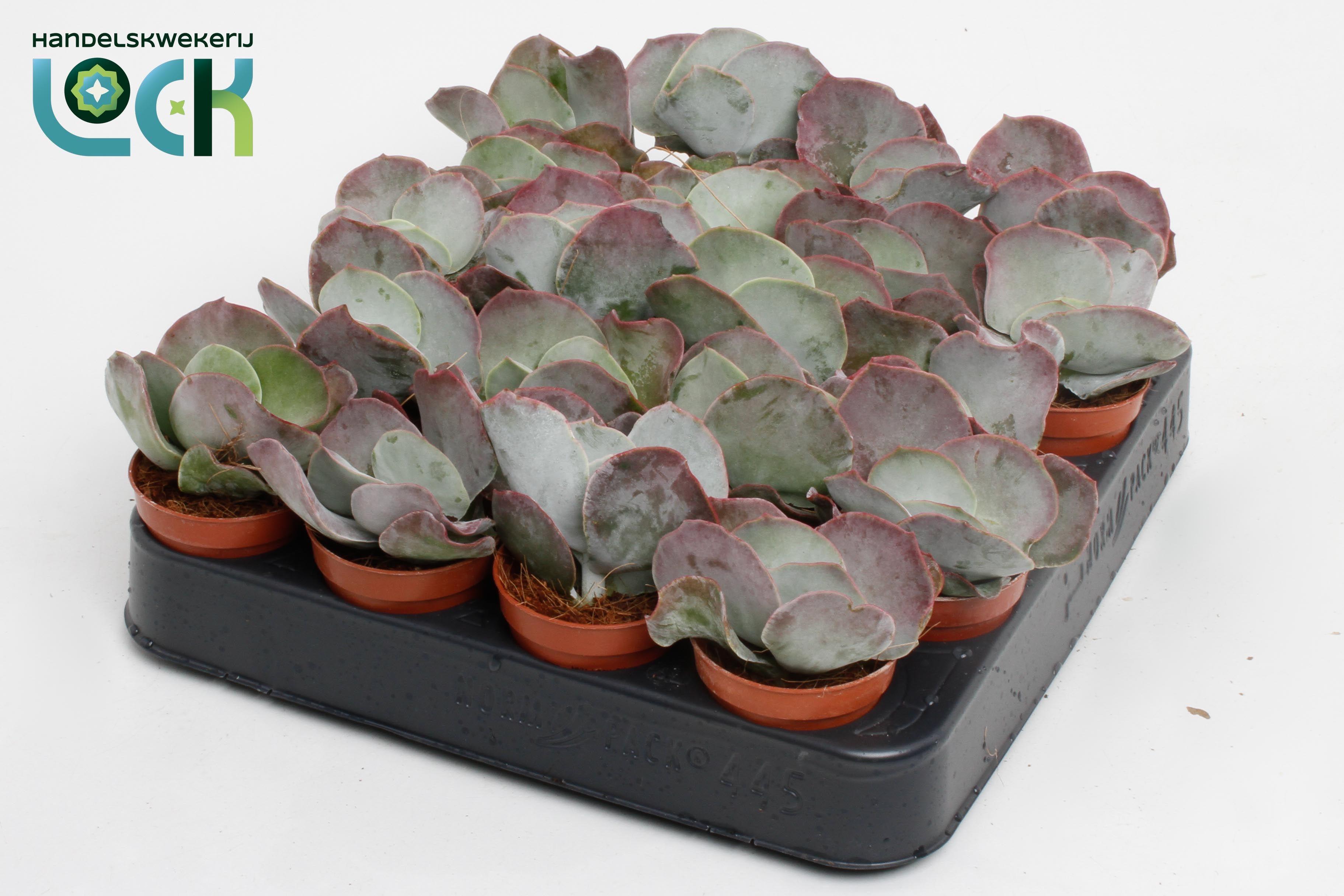 Горшечные цветы и растения оптом Cot Or Oblonga от 20шт (для телеги) из Голландии с доставкой по России