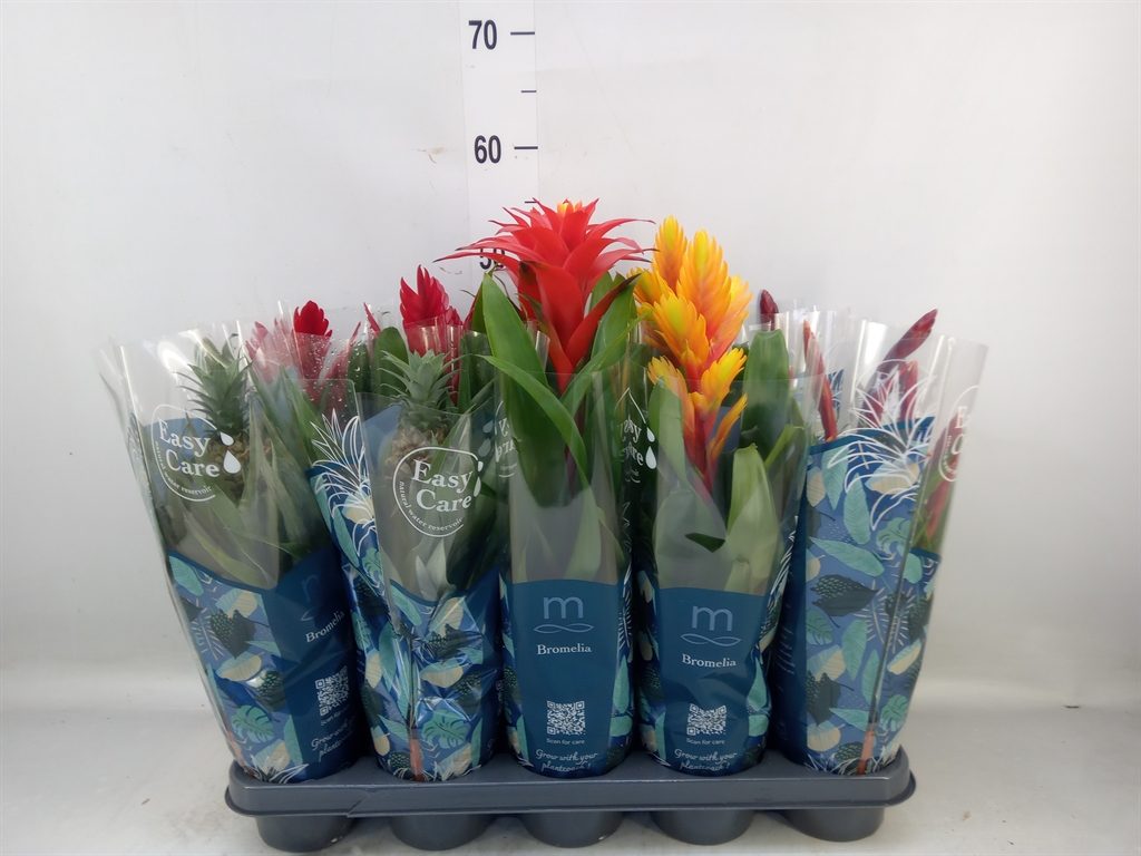 Горшечные цветы и растения оптом Bromelia   ...mix от 10шт из Голландии с доставкой по России
