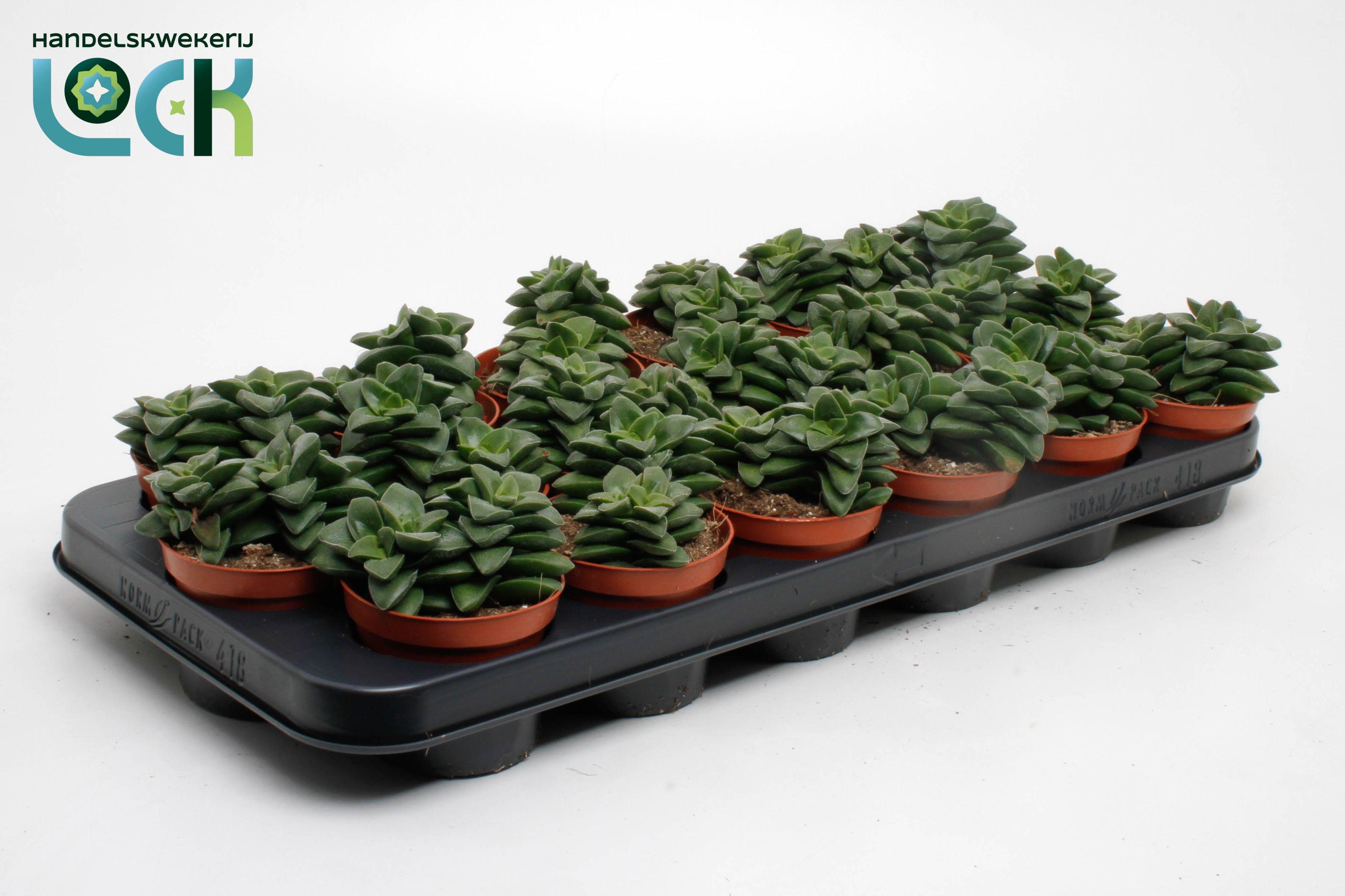 Горшечные цветы и растения оптом Crassula Spring Time от 12шт (для телеги) из Голландии с доставкой по России