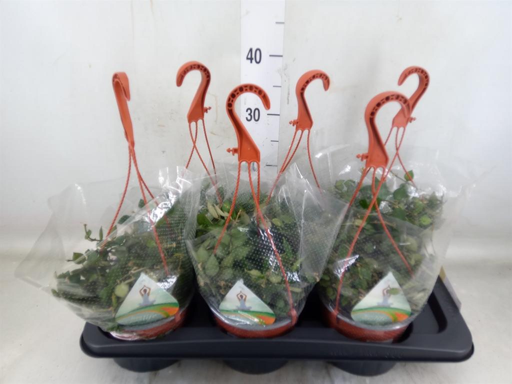 Горшечные цветы и растения оптом Hoya   ... от 6шт из Голландии с доставкой по России