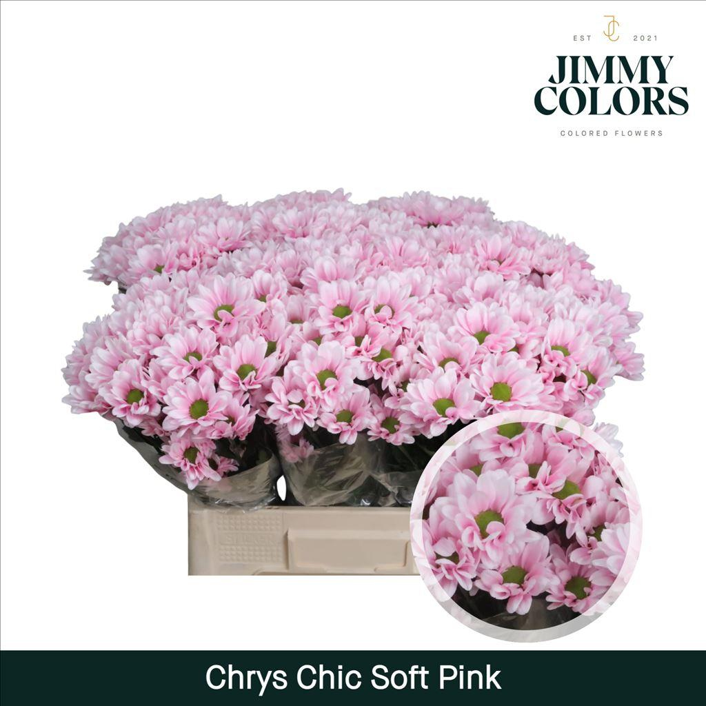 Срезанные цветы оптом Chrys sp paint chic soft pink от 40шт из Голландии с доставкой по России