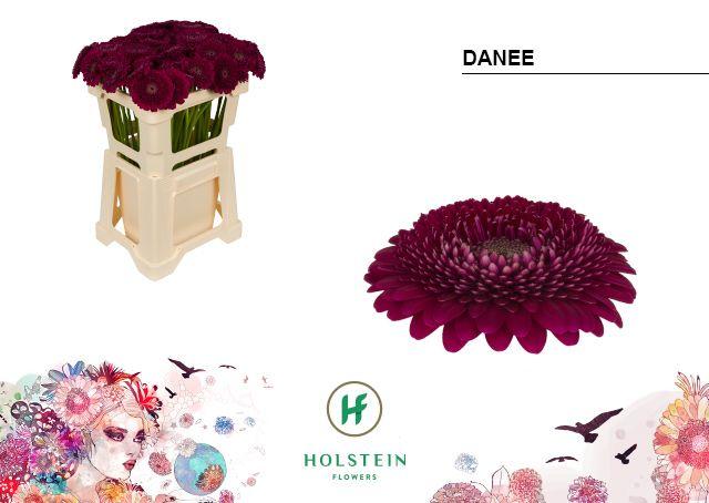 Срезанные цветы оптом Germini gerponi danee от 80шт из Голландии с доставкой по России