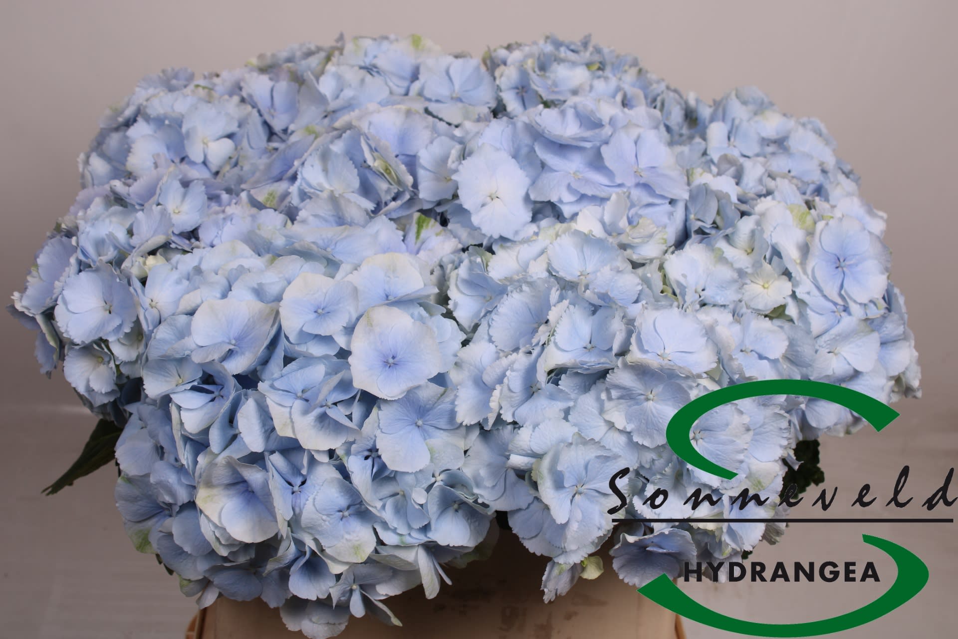 Срезанные цветы оптом Hydrangea verena blue от 10шт из Голландии с доставкой по России